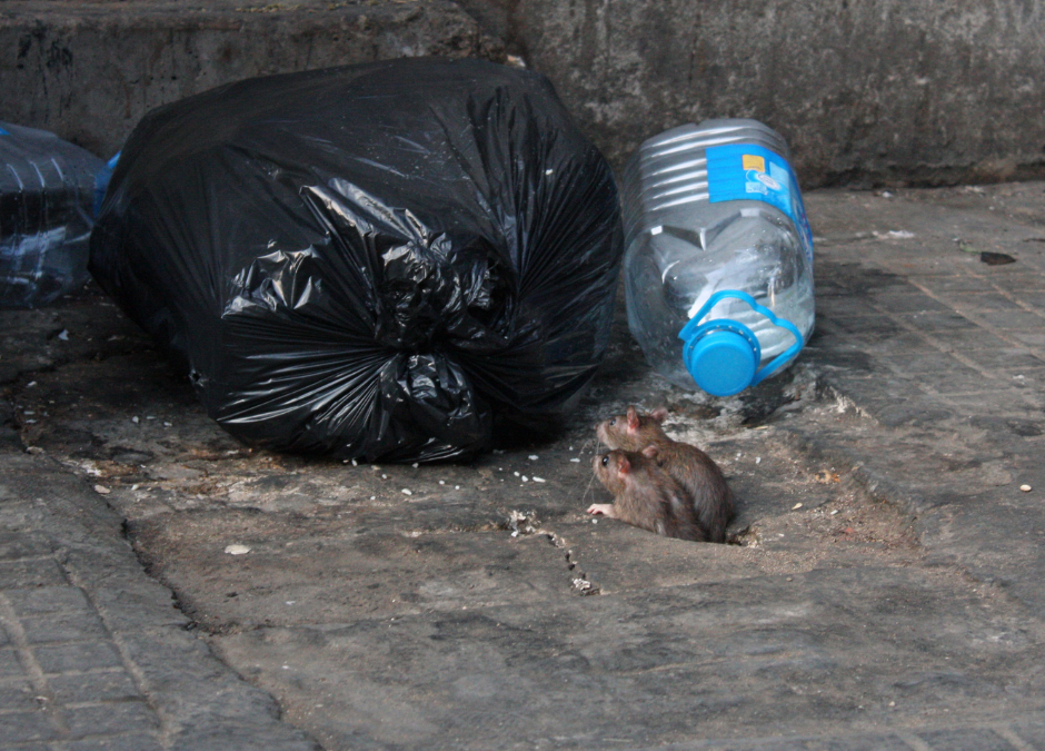 Haben wir in Bochum ein Problem mit Ratten?
